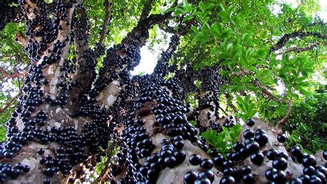 Jabuticaba - The Brazilian Grape Tree(It Grows Fruits & Flowers Directly on The Trunk) - YouTube