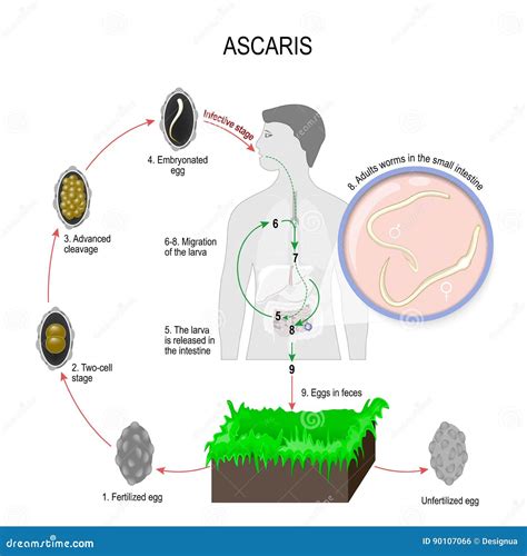 Ascaris life cycle stock vector. Illustration of disease - 90107066