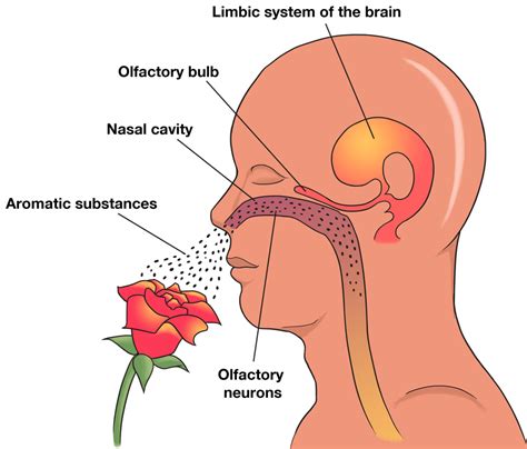 Limbic System of the Brain - Mediamatic