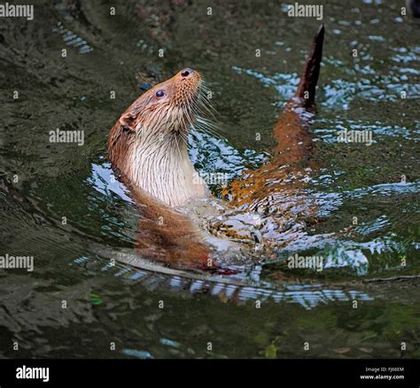 European river otter, European Otter, Eurasian Otter (Lutra lutra), swimming, Germany, Bavaria ...