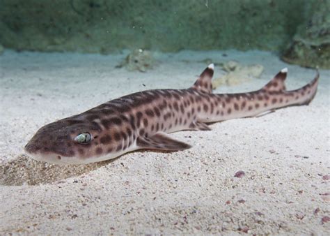 Science of Sharks - New England Aquarium