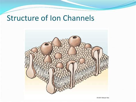 PPT - Structure of Ion Channels PowerPoint Presentation, free download ...