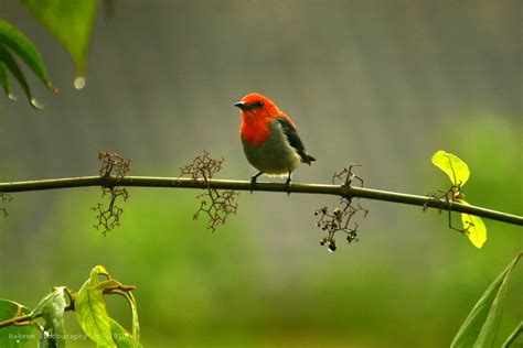Hakeem Photography: Scarlet-headed Flowerpecker (Dicaeum trochileum) - Adult male