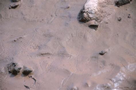 What Is an Imprint Fossil? | Sciencing