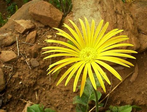 Barberton Daisy - Dithunya - Afrika Borwa