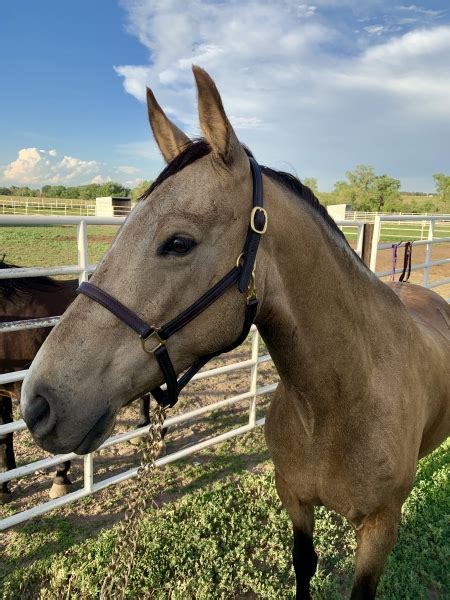 Buckskin Horses For Sale - MyHorseForSale.com Equine Classifieds