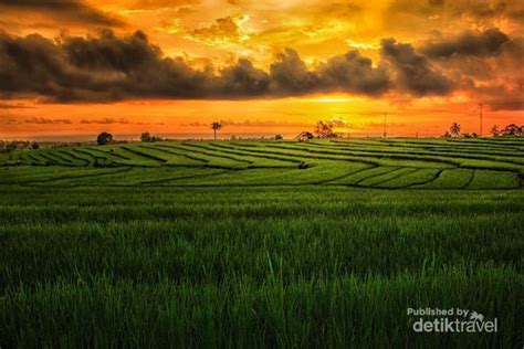 Pesona Persawahan Indonesia di Bengkulu Utara