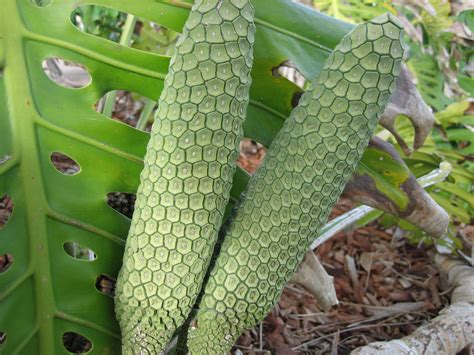 What to Do With Monstera Fruit: How to Prepare Mexican Breadfruit - Monstera Plant Resource