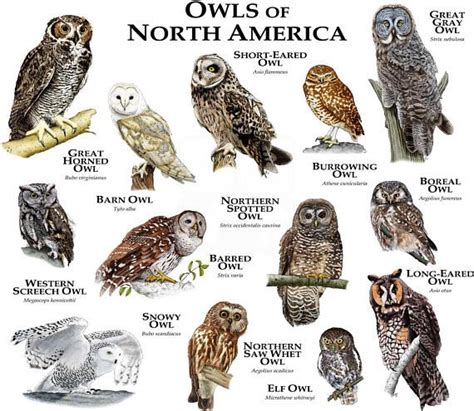 Owls of North America Poster Print - Etsy | Owl, Saw whet owl, Elf owl