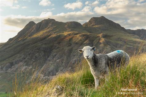 Stare down with a Herdwick Sheep in the Lake District : r/pics