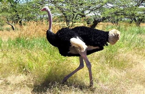 Ostrich - Description, Habitat, Image, Diet, and Interesting Facts