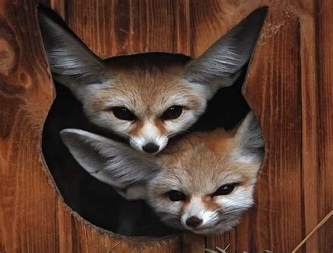 Two Fennec Foxes are better than One, cute, tree, fox, ears, cub, baby ...