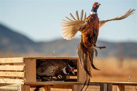 What hunters should expect during the 2021 pheasant and quail hunts