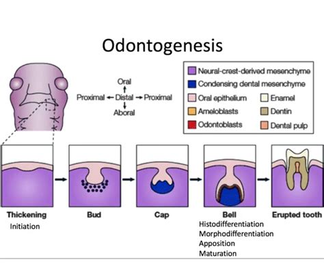 Tooth Development and Eruption - Odontogenesis - OdontoVida