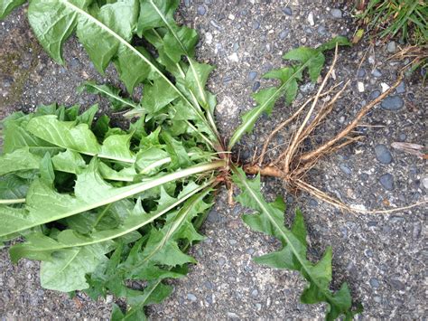 Dandelion Root Tea Recipe • Cleanse Help