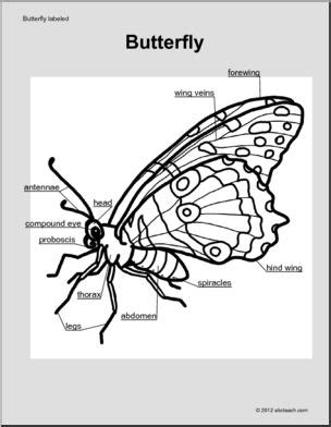 Butterfly Proboscis Diagram