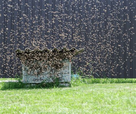 Swarm of Flies Dream Meaning: Interpretation and Symbolism