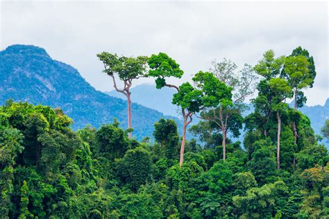 Google will connect the Amazon Rainforest to wireless internet via giant balloons - Latest ...