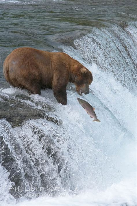 Alaskan brown bear catching a jumping salmon, Brooks Falls, Ursus arctos photo, Brooks River ...