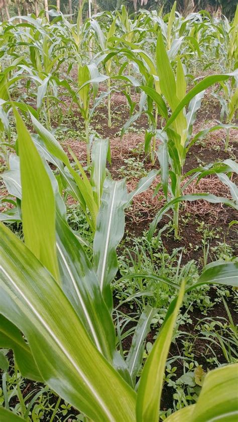 A Verdant Corn Plant in the Peat Soil Stock Image - Image of peat, plant: 256678029