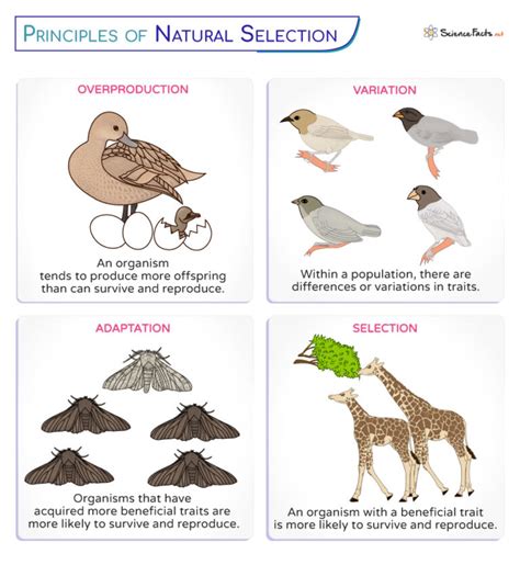 Natural Selection - Definition, Principles, Process, Types, & Examples