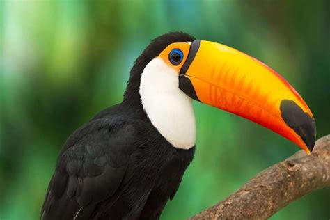 The Yasuni National Park in the Ecuadorian Amazon is one of the world's ...