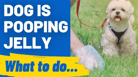 Jelly Dog Poop: A Vet's Guide for What You Should Do - HoundGames