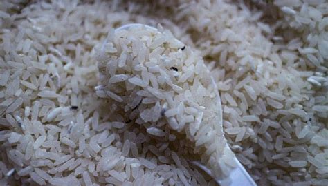 What Causes Bugs In Rice And How To Get Rid Of Rice Bugs