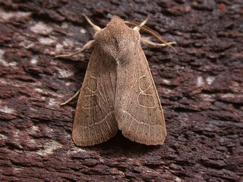 Common garden moth identification