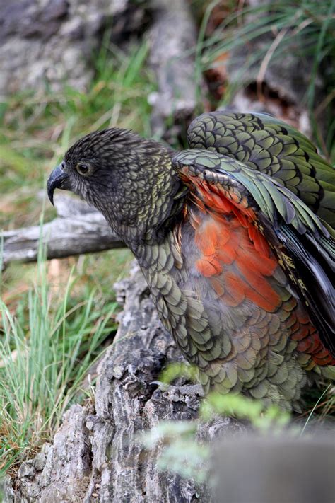 Kea- Orana Wildlife Park Christchurch New Zealand // Rachel Ingram #animals #newzealand #bird # ...