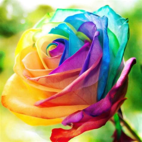 Send Single Rainbow Rose to Philippines,Philippinesrose.com