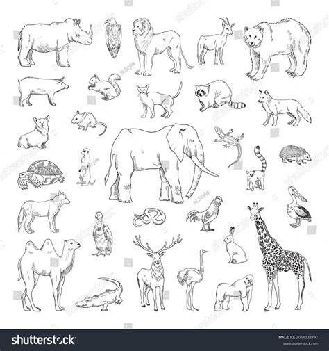 Collection Monochrome Illustrations Animals Sketch Style Stock Vector ...