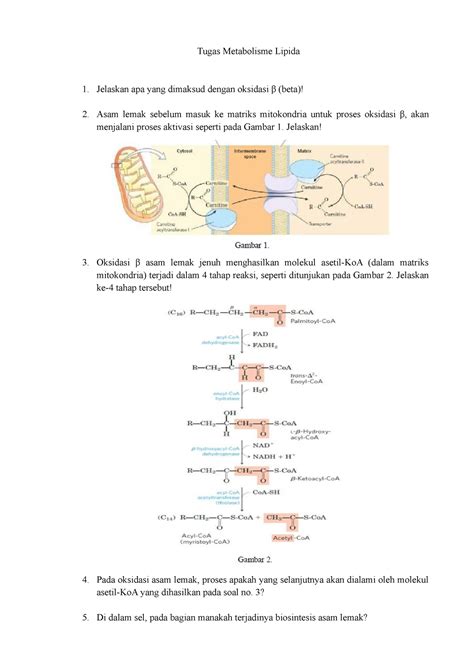 Tugas Metabolisme Lipida - Tugas Metabolisme Lipida Jelaskan apa yang dimaksud dengan oksidasi β ...