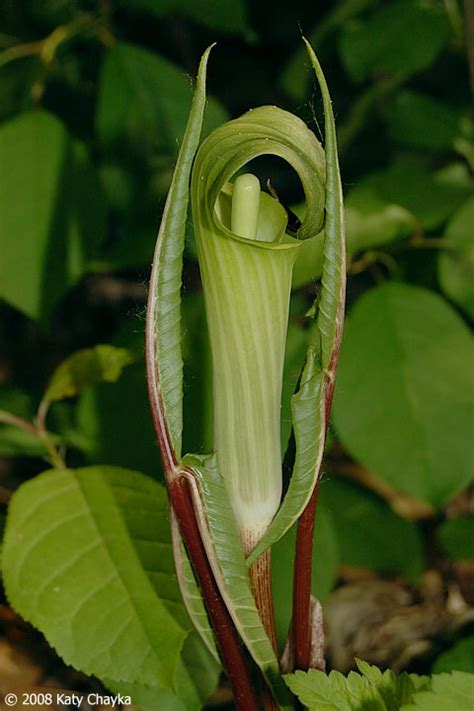 Arisaema triphyllum (Jack-in-the-Pulpit): Minnesota Wildflowers