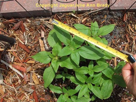 Julie Ann Brady : Blog On: Sunflower Seedlings at Twenty-Three Days