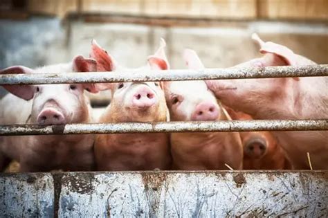 Pig Farm Pictures | Download Free Images on Unsplash