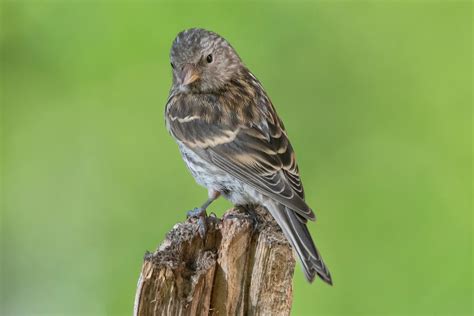 Twite Bird Facts | Carduelis Flavirostris