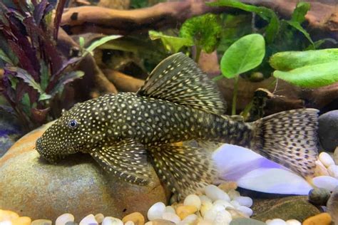 Plecostomus (Common Pleco) - Care Guide, Breed Profile and More