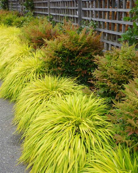 All Gold Japanese Forest Grass, Hakonechloa macra 'All Gold'