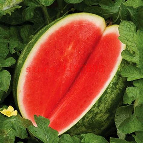 30pcs Seedless Watermelon Seeds - BuyingSeed.com - Free Shipping - Up ...