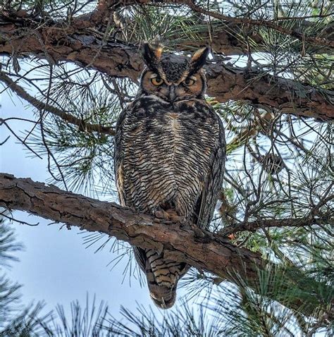 Great Horned Owl | Outdoor Alabama