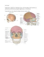 ANT 101 - Lab 5 1 .docx - Key/Vocab Sagittal keel or sagittal torus: Thickening of part or all ...