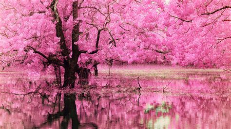 Pink Trees Wallpaper (58+ pictures)