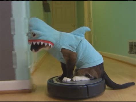 KEYC - Viral Video: Meet Roomba Cat