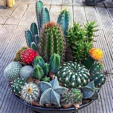 Beautiful Plants That Will Give Life To Your Home! To see more Visit 👇 | Mini cactus garden ...