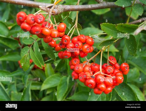 Wild Red Berry Tree Identification | edu.svet.gob.gt