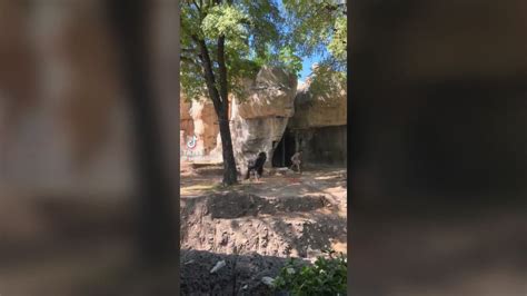 Zookeepers frighten while inside gorilla enclosure in Fort Worth | wfaa.com