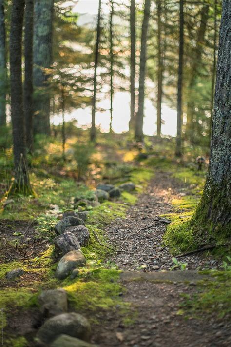 "Forest Path To The Water At Sunrise" by Stocksy Contributor "SKC ...