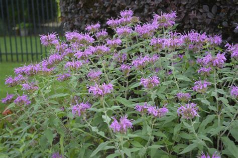 Lavendar Bee Balm Attract Bees, Hummingbirds and Butterflies Perennials ...