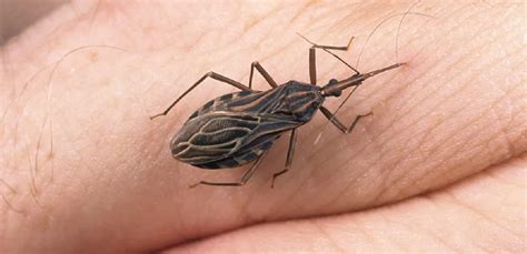 Best Treatment For An Assassin Bug Bite - Trendfrenzy